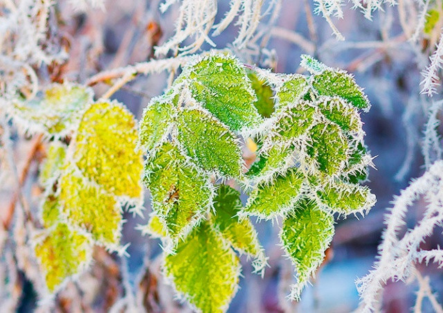 Эхо зимы: в Чехии зарегистрировали мороз -19°C